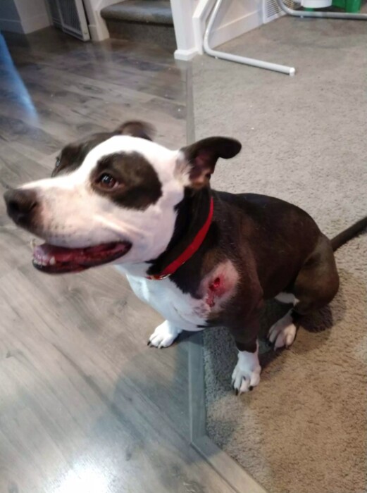 (Photo courtesy of FOX 13) An Eagle Mountain woman says her dog was shot with a pellet gun while in her own yard, and the Utah County Sheriff’s Office is getting involved.