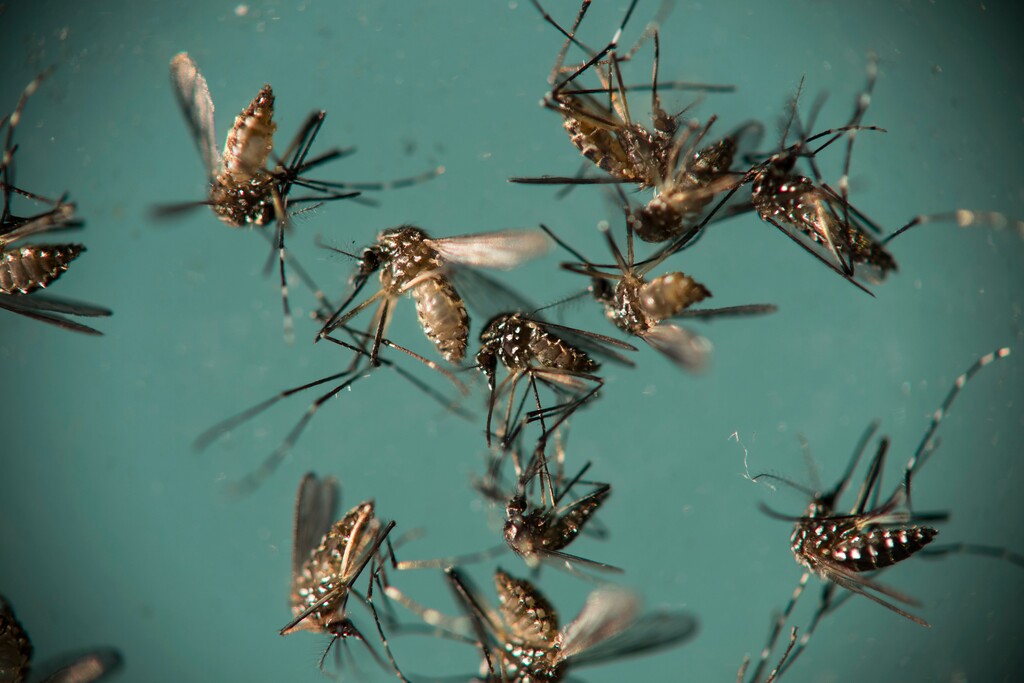 (AP Photo/Felipe Dana, file photo) Aedes aegypti mosquitoes, responsible for transmitting the Zika virus, sit in a petri dish at the Fiocruz Institute in Recife, Brazil in 2016. A new University of Utah study has found that while there were no confirmed cases among athletes or visitors in Brazil during the 2016 Summer Olympics, many U.S. athletes and staff came down with other serious mosquito-borne illnesses.