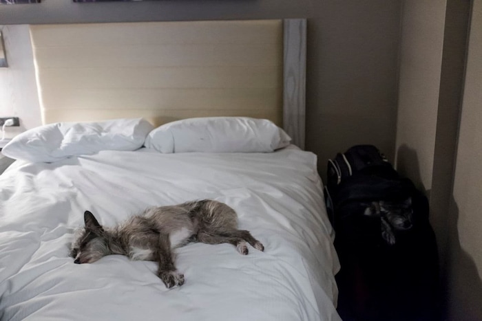 Sissy rests in her Midtown Manhattan hotel room after a long day of competition at the Westminster dog show. Neither she nor her owner, Donna Hartwig of Big Rock, Ill., had previously been to New York. (Mark Abramson for The Washington Post)