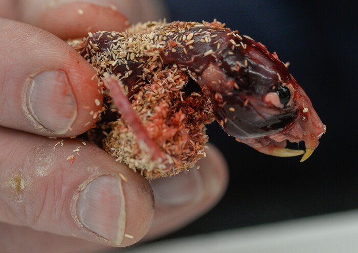 (Francisco Kjolseth  |  The Salt Lake Tribune)  Eric Rickart, Curator of Vertebrate Zoology at the Natural History Museum of Utah gets the kids attention by dissecting a water vole on Saturday, Nov. 16, 2019, during the annual Behind the Scenes that coincides this year with the museum's 50th anniversary.