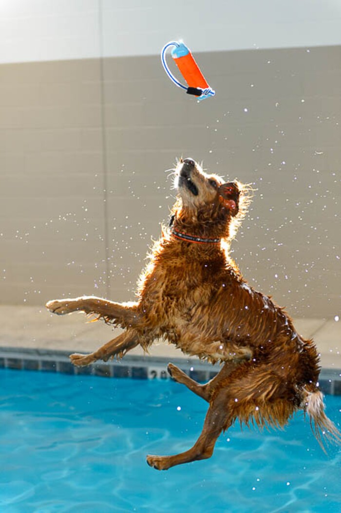 (Trent Nelson | The Salt Lake Tribune) David Valdez works with Dexter in the new Aquatic Fitness Center at DogMode in Salt Lake City on Tuesday, Nov. 28, 2017.