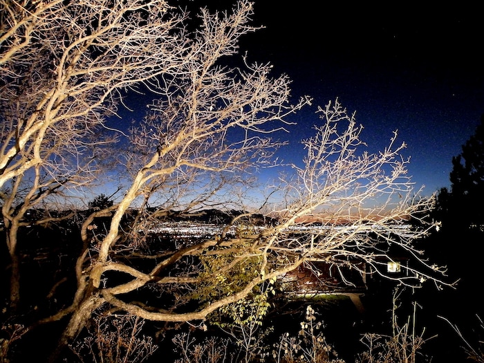 (Erin Alberty|The Salt Lake Tribune)  Gambel oaks overlook the Salt Lake Valley.