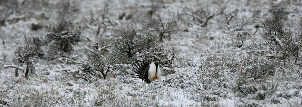 Sage Grouse in its native habitat of sage brush in the foothill above Henefer.   Al Hartmann/Salt Lake Tribune   2/29/07
