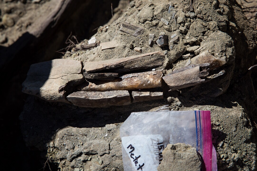 A cracked fossil from a tyrannosaur skeleton reveals the fossilized marrow inside at the site of a paleontological expedition in Grand Staircase-Escalante National Monument Tuesday, Oct. 3, 2017. A team from the Natural History Museum of Utah were at the site excavating the most complete skeleton of a tyrannosaur discovered in the Southwest United States. Mark Johnston/NHMU 