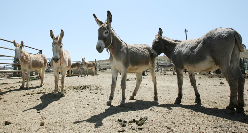 Steve Griffin/The Salt Lake Tribune


Some of the 30 wild burros that the Bureau of Land Management has up for adoption at the Salt Lake Wild Horse & Burro Facility, in Herriman, Utah Friday May 11, 2012.