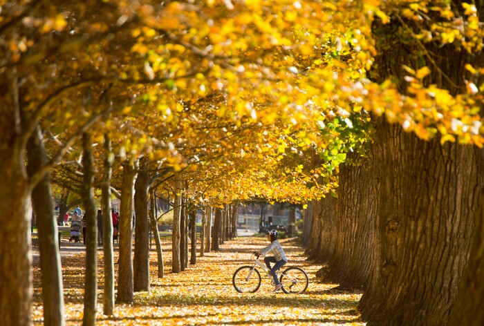 (Rick Egan  |  The Salt Lake Tribune)  A bicyclist rides through the leaves at Liberty Park, Sunday, October 29, 2017.