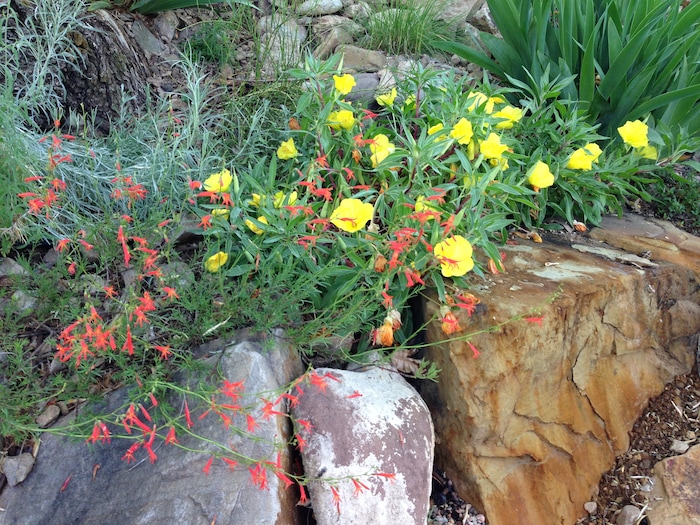 (Erin Alberty | The Salt Lake Tribune) Red blossoms of Pineleaf Penstemon mingle with yellow Missouri Evening Primrose on June 12, 2015 in the former backyard of reporter Erin Alberty in Salt Lake City.  The plants helped to replace a carpet of invasive Myrtle Spurge.