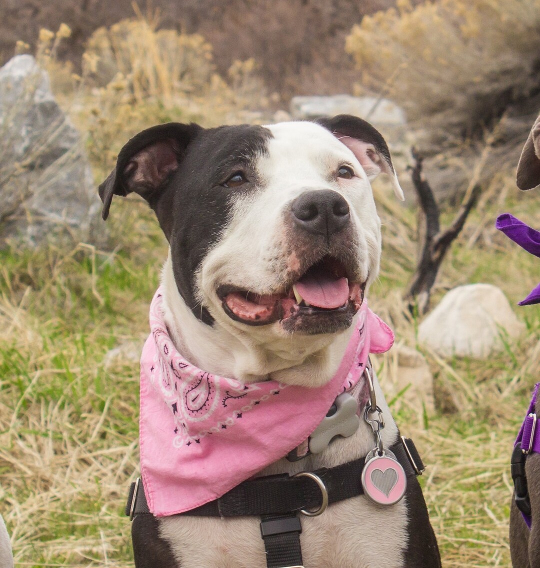 (Courtesy of Salt Lake County Animal Services)  Salt Lake County PAWlitical candidate Kandie