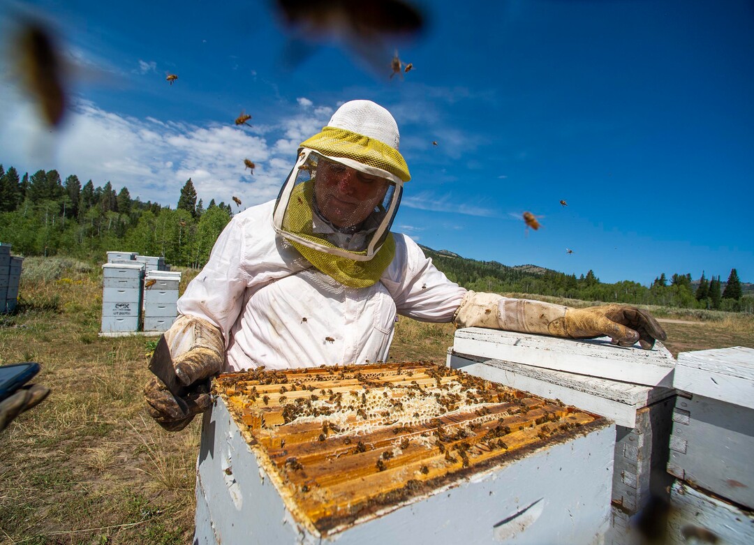 (Rick Egan  |  The Salt Lake Tribune)     Bee Keeper Darren Cox, inspects his hives in Logan Canyon, in the Cache National Forest where he stores hundreds of hives in the summer, on Tuesday, Aug. 11, 2020.