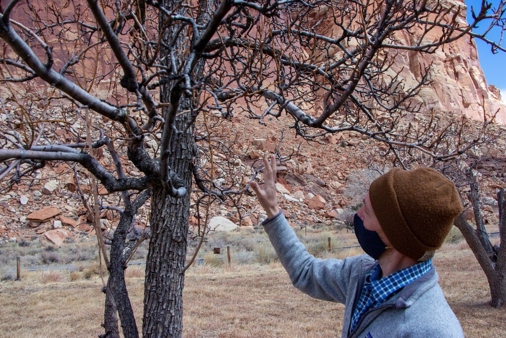 (K. Sophie Will | The Spectrum via AP) Fritz Maslan, park horticulturalist, looks at a tree during a gathering to discuss a proposed rehabilitation for the orchards on Thursday, March 4, 2021, at Capitol Reef National Park, in Fruita, Utah.