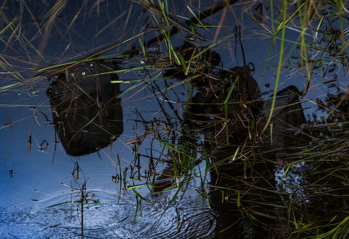 (Leah Hogsten | The Salt Lake Tribune) Keith Lawrence, a native aquatics biologist with the Utah Division of Wildlife Resources searches for boreal toads in the Bryant's Fork area of Strawberry Reservoir, March 1, 2022. Boreal toads donÕt draw the same attention as other native Utah species, but they play an important role in the state's high-altitude ecosystems. Lessons learned here could help bolster their populations throughout West.