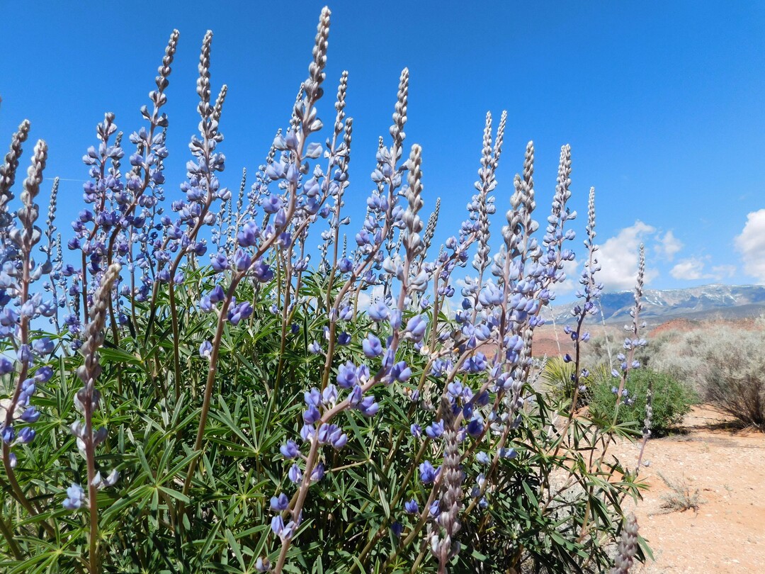 Erin Alberty  |  The Salt Lake TribuneLupine blooms April 1 near 900 East in Leeds.