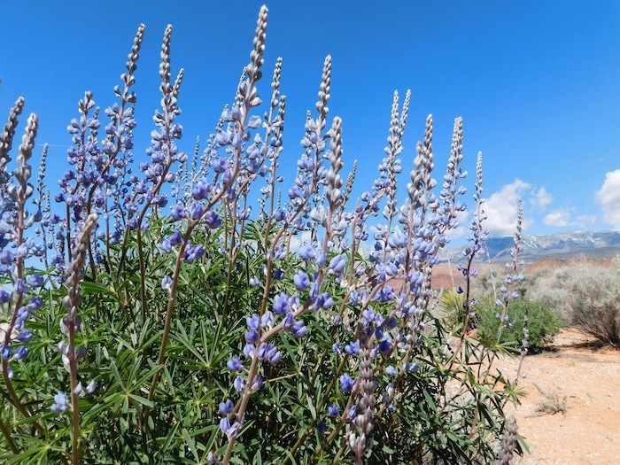 Erin Alberty  |  The Salt Lake Tribune

Lupine blooms April 1 near 900 East in Leeds.