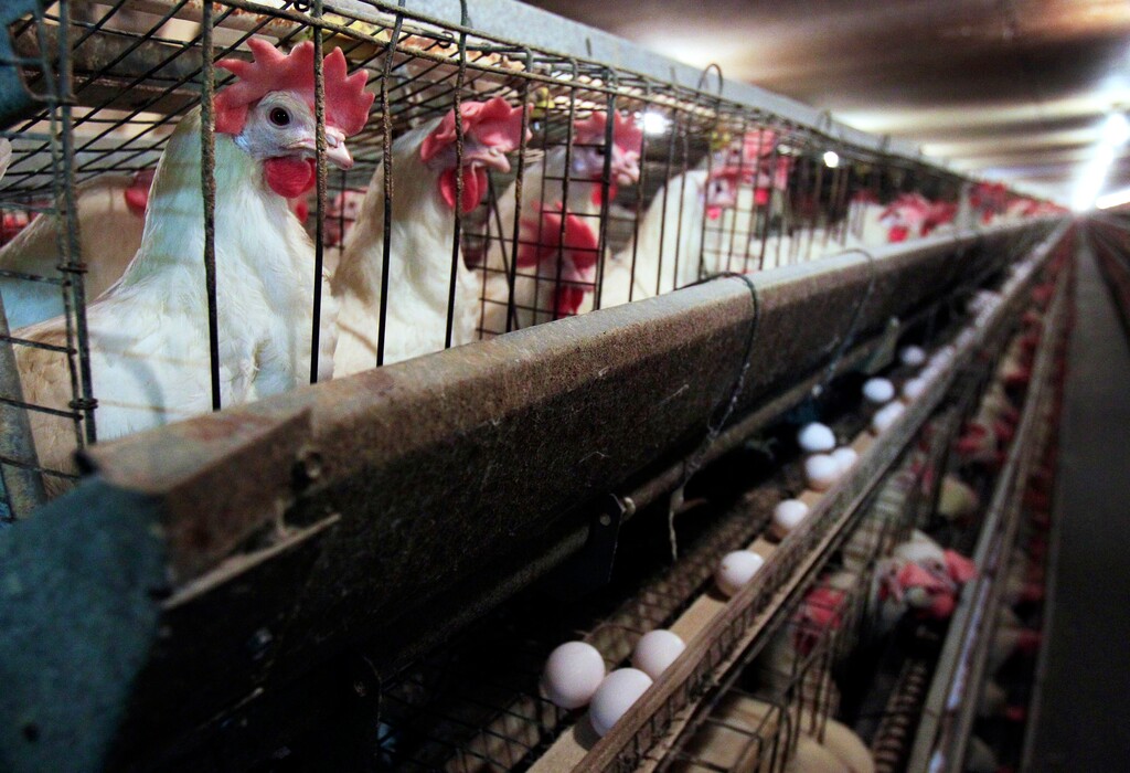 FILE - In this July 1, 2010, file photo, chickens stand in their cages at Maine Contract Farming, in Turner, Maine. A bill drawn up by Republican Gov. Paul LePage would make public the names of animal activists hired to film undercover footage of animal cruelty. In 2010, an undercover video of conditions at the Turner facility — then called Maine Contract Farming and owned by the DeCoster family — shot by an animal welfare group led to a settlement in which the farm paid $25,000 in fines and made a $100,000 one-time payment to the state. (AP Photo/Robert F. Bukaty, File)