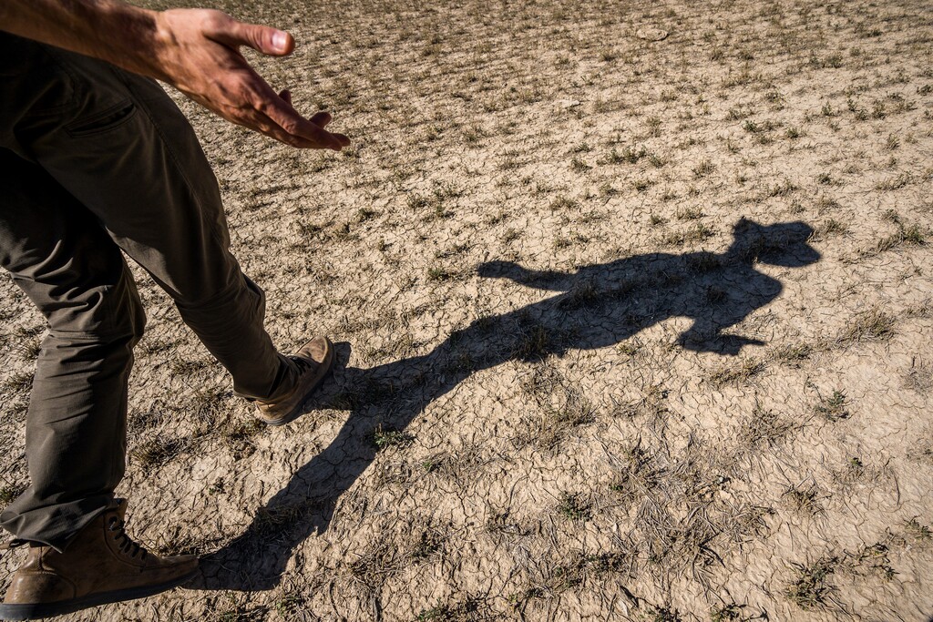 (Trent Nelson  |  The Salt Lake Tribune) Stan Jensen walks through an alfalfa field left dry due to drought conditions on his farm in Centerfield on Monday, Oct. 4, 2021.