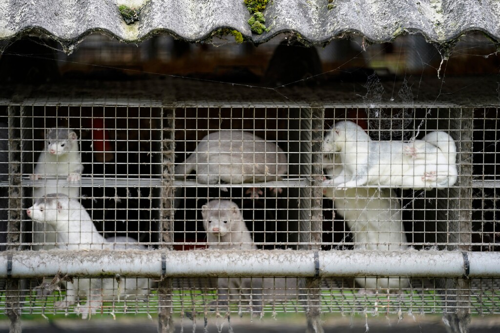 (Mads Claus Rasmussen | Ritzau Scanpix via AP, file) In this Friday, Oct. 9, 2020 file photo, minks in a farm in Gjoel in North Jutland, Denmark. Denmark’s prime minister says the government wants to cull all minks in Danish farms, to minimize the risk of them re-transmitting the new coronavirus to humans. She said Wednesday, Nov. 4, 2020, a report from a government agency that maps the coronavirus in Denmark has shown a mutation in the virus found in 12 people in the northern part of the country who got infected by minks.