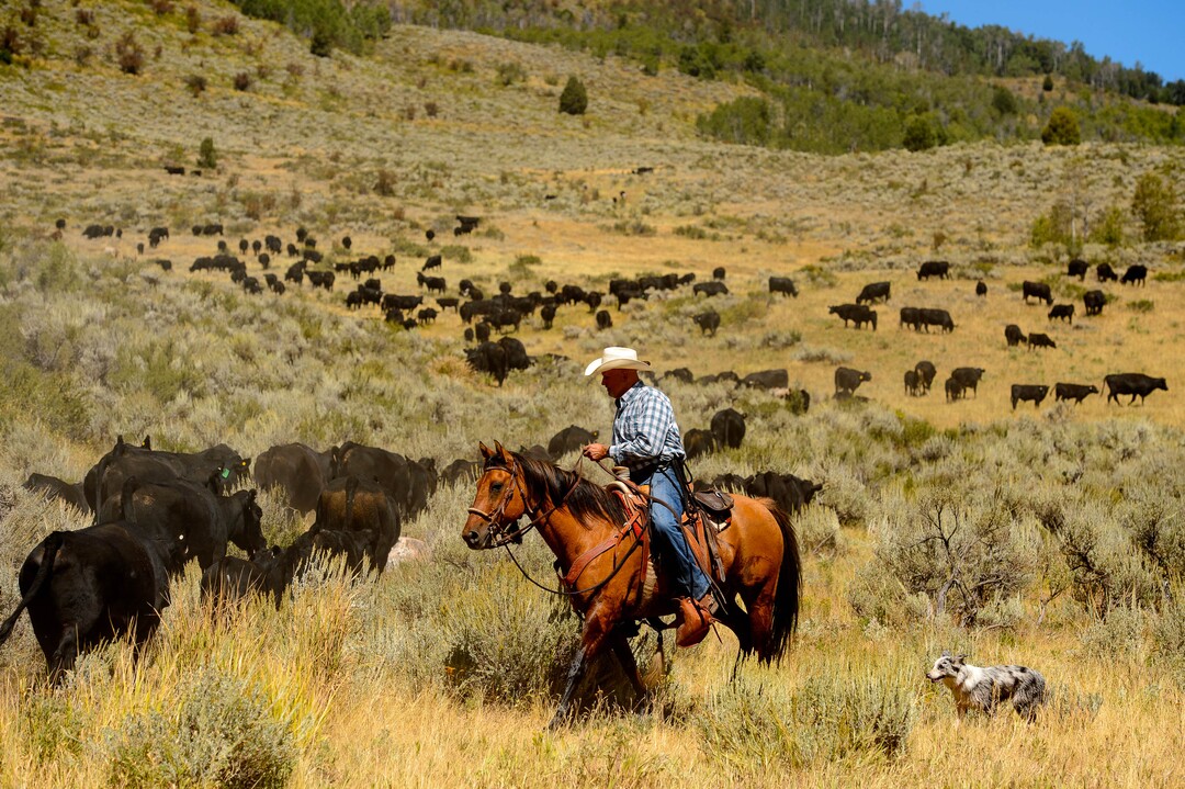 (Trent Nelson  |  The Salt Lake Tribune)  Ranchers plan to move 1,200 head of cattle through Logan Canyon this week, including this group on Tuesday Aug. 27, 2019.