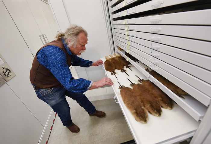 (Francisco Kjolseth  |  The Salt Lake Tribune)  Eric Rickart, Ph. D., Curator of Vertebrates Zoology at the Natural History Museum of Utah at the Rio Tinto Center pulls out muskrat specimens stored in the dry biology collection. Over the weekend the museum will be providing a Behind the Scenes look at the objects held in stewardship for the people of Utah. The public is invited to meet the scientists who build the collections and learn about current research and get an insiders view of the museum. 