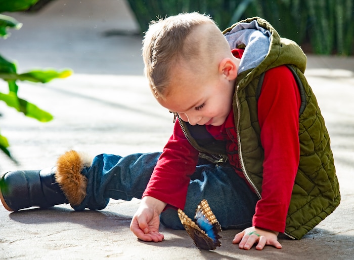 (Rick Egan  |  The Salt Lake Tribune)     
Kruze Steele, 3, checks out a butterfly at the Butterfly Biosphere at Thanksgiving Point’s Water Tower Plaza in Lehi. Tuesday, Jan. 22, 2019.  The New Butterfly Biosphere is home to more than a thousand butterflies from around the world. 