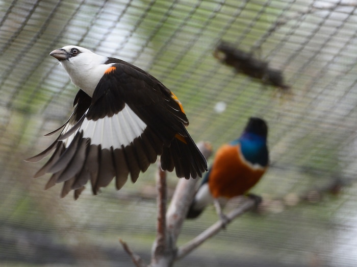 (Scott Sommerdorf | The Salt Lake Tribune)
A White Headed Buffalo Weaver flies past a Supurb Starling in one of Tracy Aviary's new exhibits, Thursday, May 10, 2018.