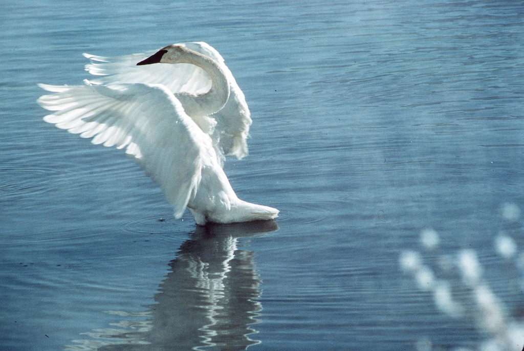 (Tribune file photo) A trumpeter swan is seen in this 2001 photo.