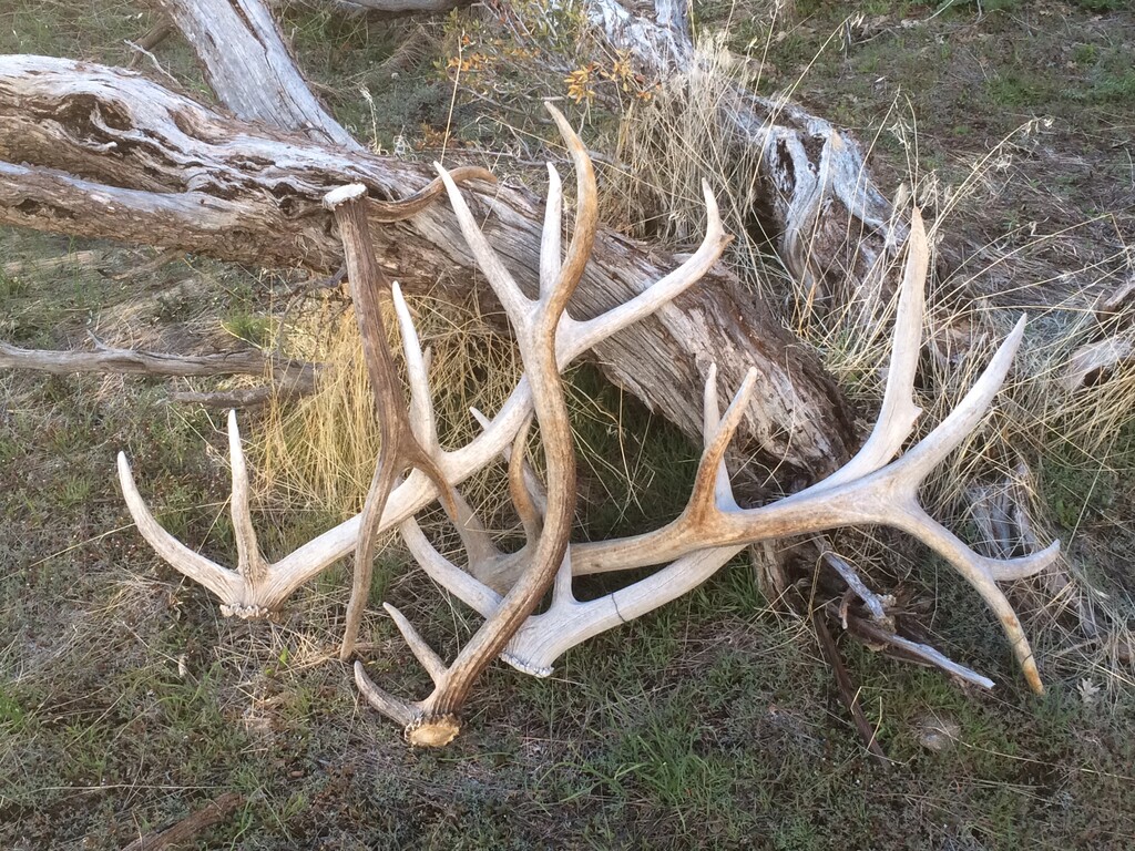 (Photo courtesy of Paul Fife)  Shed elk antlers gathered in southern Utah are leaned against a tree. Utah wildlife officials said Thursday they do not expect to impose further blanket bans on winter-time antler gathering, following last winter’s statewide ban.