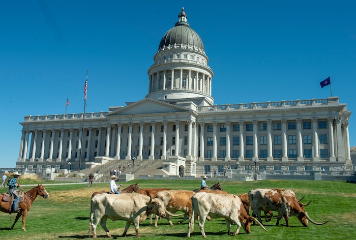 (Rick Egan  |  The Salt Lake Tribune)       Cowboys move Longhorn cattle to a pen on the lawn in front of the Utah State Capitol for a news conference on the Days of 47 festivities, Tuesday, July 16, 2019.