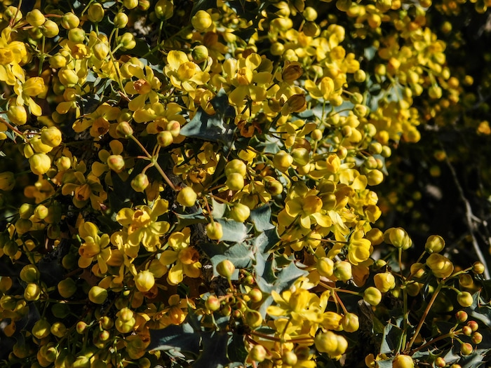 (Erin Alberty  |  The Salt Lake Tribune)

Utah Holly blooms April 2 near the Mojave Desert Joshua Tree Road south of Shivwits.