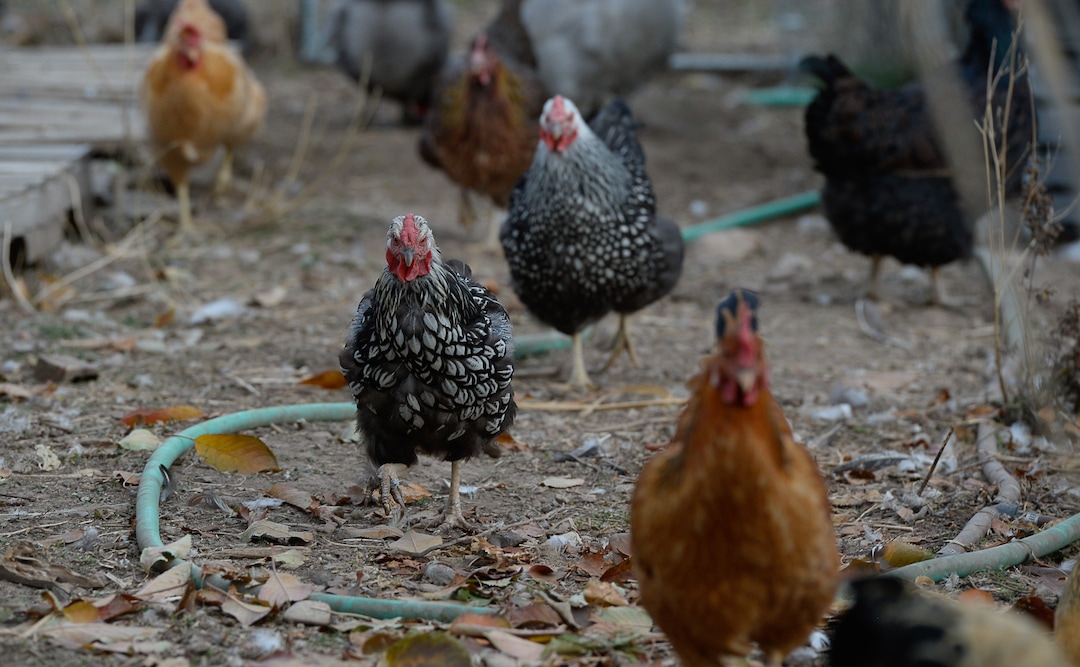 (Francisco Kjolseth  |  The Salt Lake Tribune)  Chickens come running as children throw feed at the community garden tucked away at the end of Elizabeth Street in Salt Lake City that has operated on church land for 43 years.