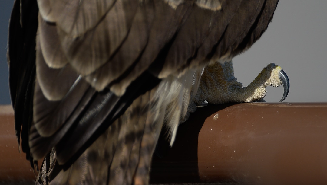 (Francisco Kjolseth  |  The Salt Lake Tribune)  A young red-tailed hawk perches on a railing of a large warehouse in an industrial area in Salt Lake City.