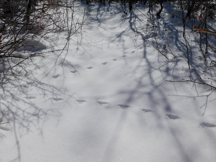 Erin Alberty | The Salt Lake Tribune
A scene from the canyons near Monrovian Park in Sevier County on March 8, 2017.