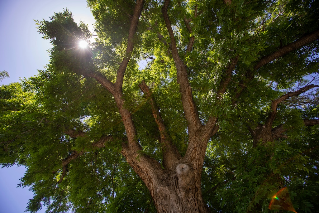 (Ben Dorger/Standard-Examiner via AP) In this May 25, 2018 photo, a century-old tree growing in a vacant lot in downtown Ogden, Utah, provides shade on a sunny day. State forestry officials confirmed it is the largest known living English walnut tree in Utah, but the area is slated for redevelopment and the its future remains uncertain.