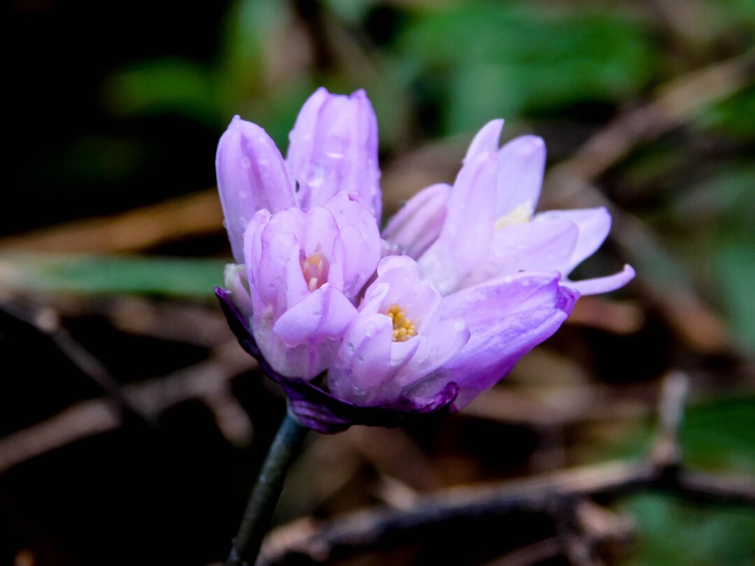 Erin Alberty  |  The Salt Lake TribuneBlue Dicks bloom April 3 along the Red Reef Trail in the Red Cliffs Recreation Area west of Harrisburg.