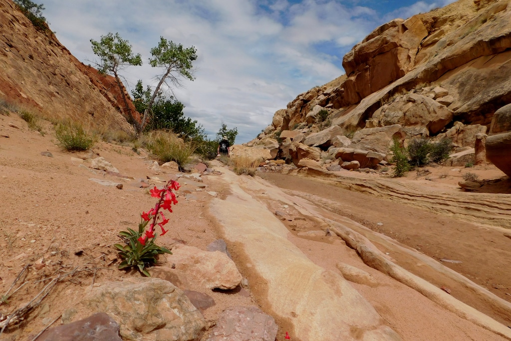 Erin Alberty  |  The Salt Lake TribuneA penstemon puts on a show for approaching hikers May 1, 2016, near Moonshine Tanks in the San Rafael Swell. 