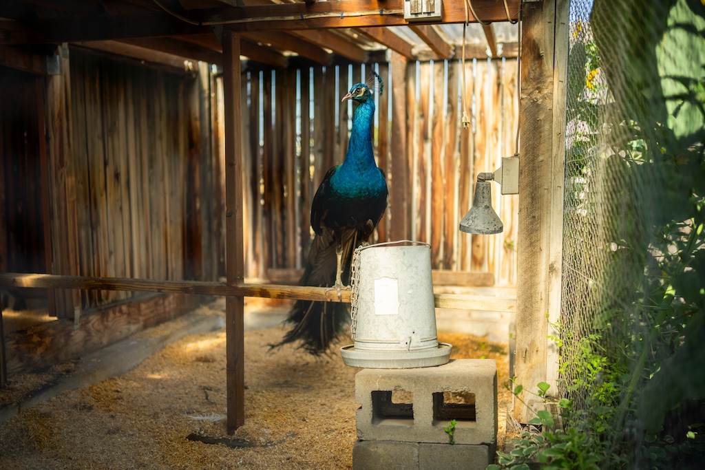 (Trevor Christensen  |  The Salt Lake Tribune) T-Bird, a peacock that lives at Church of Summum, rests in his pen on Thursday, July 30, 2026.