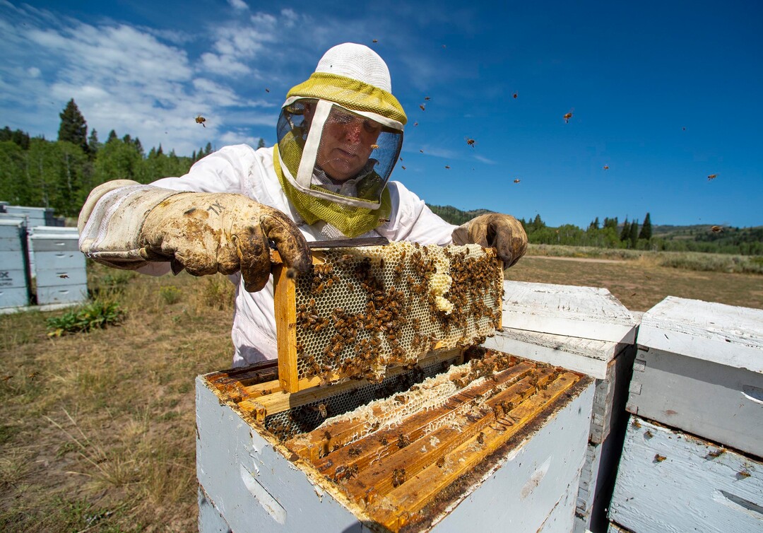 (Rick Egan  |  The Salt Lake Tribune)     Bee Keeper Darren Cox, inspects his hives in Logan Canyon, in the Cache National Forest where he stores hundreds of hives in the summer, on Tuesday, Aug. 11, 2020.