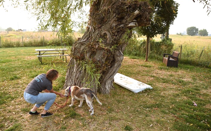 Sadie Smith, transfer coordinator for Cache Humane Society, hands a treat to shelter dog Hulk Thursday, Sept. 7, 2017, inside their dog park in Logan, Utah. Hulk is one of seven dogs the organization took in from Houston shelters after Hurricane Harvey.   ( Sarah Welliver /Standard-Examiner via AP)
