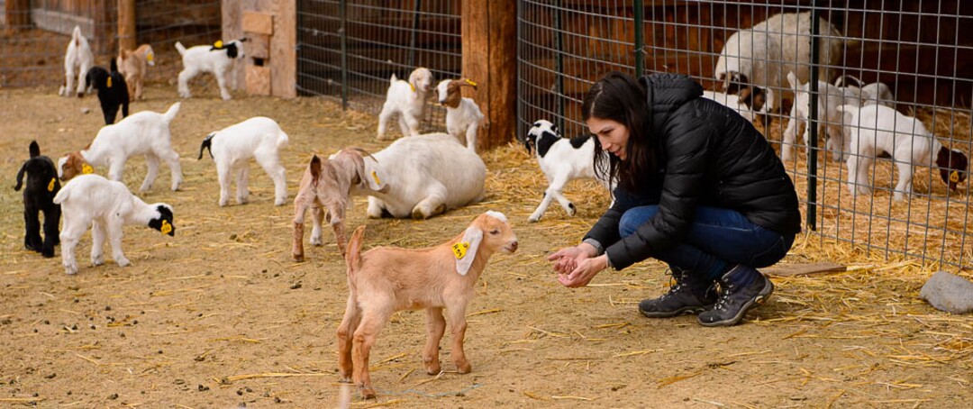 (Trent Nelson | The Salt Lake Tribune)
Volunteer Sabrina Martinez plays with the kids at the East African Refugee Goat Farm, Saturday March 24, 2018.
