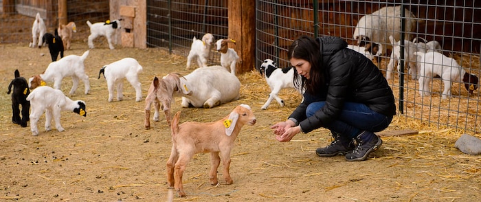 (Trent Nelson | The Salt Lake Tribune)
Volunteer Sabrina Martinez plays with the kids at the East African Refugee Goat Farm, Saturday March 24, 2018.