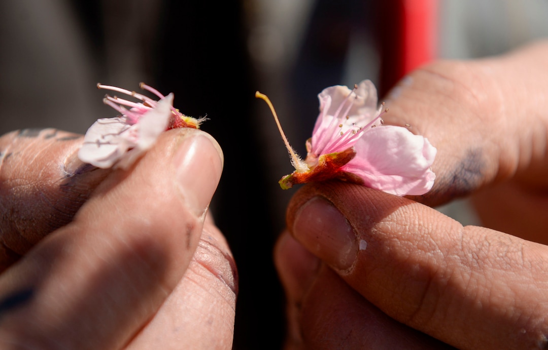 (Leah Hogsten  |  The Salt Lake Tribune) Jordan Riley of Riley Farm Foods inspects a Rosa peach tree blossom to determine if the buds have died from frost, April 14, 2020.