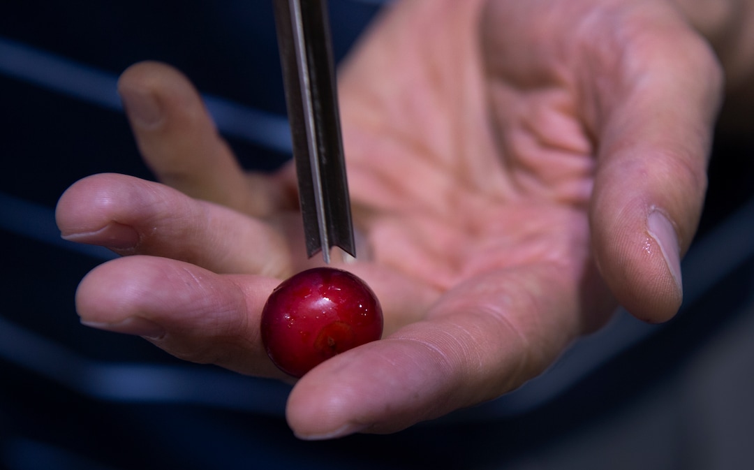 (Leah Hogsten  |  The Salt Lake Tribune)  Payson Fruit Growers co-op general manager Chad Rowley shows how the cherry pitting "needles" pit a cherry, Thursday, July 26, 2018. Eight Utah family owned cherry farms process their cherries at the Payson Fruit Growers co-op every July, processing between 20 to 30 million pounds of cherries.