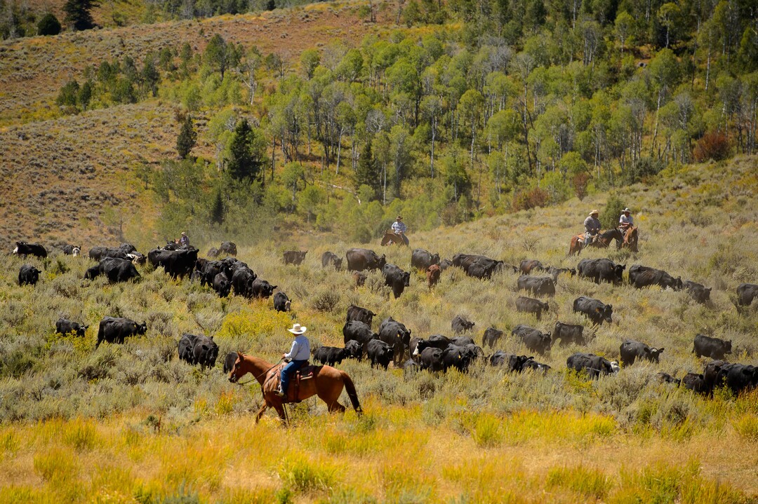 (Trent Nelson  |  The Salt Lake Tribune)  Ranchers plan to move 1,200 head of cattle through Logan Canyon this week, including this group on Tuesday Aug. 27, 2019.
