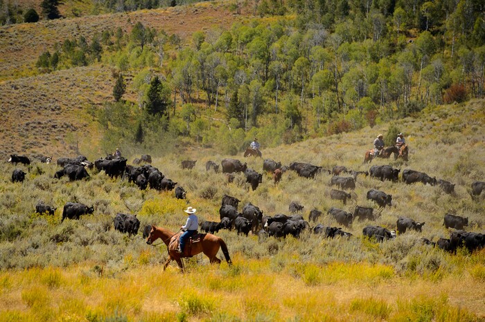 (Trent Nelson  |  The Salt Lake Tribune)  
Ranchers plan to move 1,200 head of cattle through Logan Canyon this week, including this group on Tuesday Aug. 27, 2019.