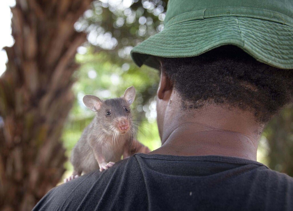 (APOPO) A young African giant pouched rat bonds with a trainer during the early "socialization" stage of pangolin-detection school.