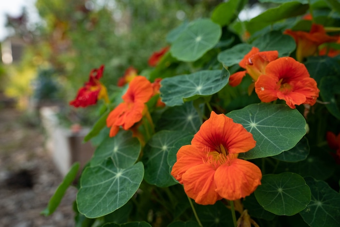 (Francisco Kjolseth | The Salt Lake Tribune) Salt Lake City unveils its newest community garden at Richmond Park on Wednesday, Aug. 4, 2021.