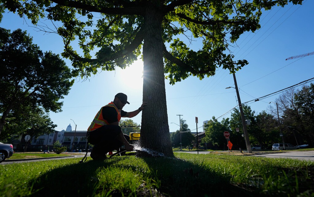 (Francisco Kjolseth | The Salt Lake Tribune) Arborist Nick Bleckert, operations manager for the Salt Lake City Urban Forestry Division, waters a large bur oak tree that was saved during the ongoing rebuild of West High School. The tree, estimated to be more than 70 years old, was transplanted from two blocks away in March.