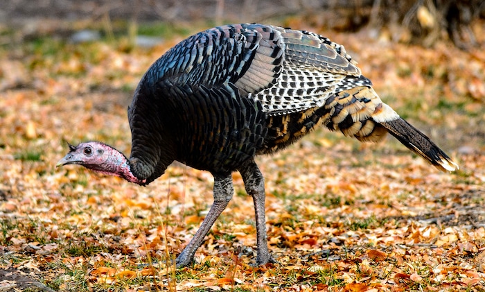 (Steve Griffin  |  The Salt Lake Tribune) Wild turkeys forage in the fall leaves outside of Ophir in Tooele County on Wednesday, Nov. 22, 2017.