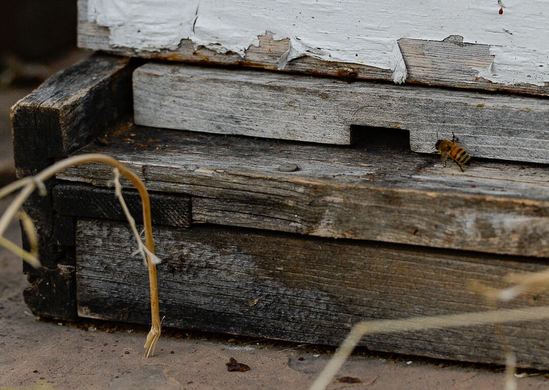 (Francisco Kjolseth  |  The Salt Lake Tribune)  A bee enters a hive at the community garden tucked away at the end of Elizabeth Street in Salt Lake City that has operated on church land for 43 years.The LDS Church plans to evict a community garden on land it owns behind its 33rd Ward meetinghouse.