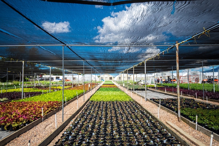 (Carter Williams | KSL.com) Rows of plants at the Perennial Favorites nursery in Layton are pictured on Aug. 20.