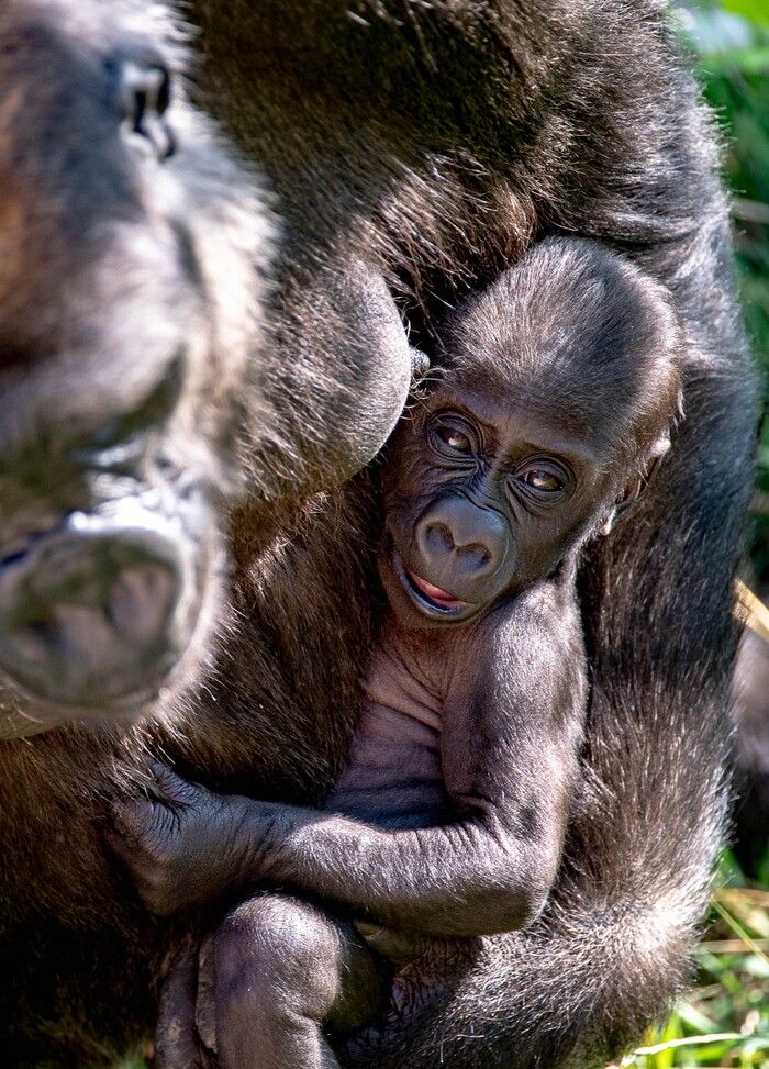 (Francisco Kjolseth  |  The Salt Lake Tribune) Hogle Zoo is introducing new babies, including two baby leopards and a baby gorilla, held by mother Jabali, who will be named by whoever makes the highest bid at the zoo's annual fund-raiser on Sept. 10 — which will be virtual this year.